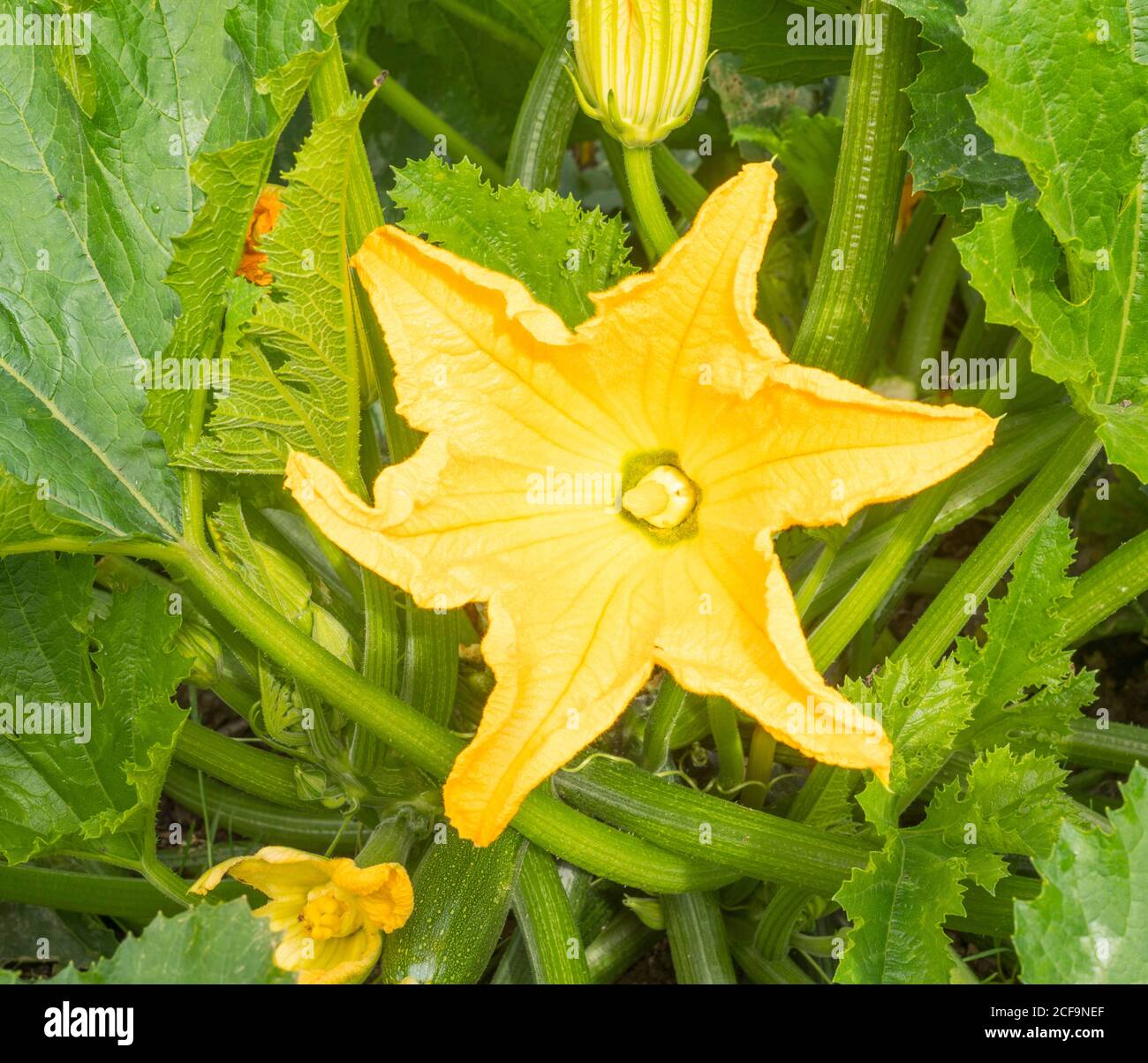 Zuccini hi-res stock photography and images - Alamy