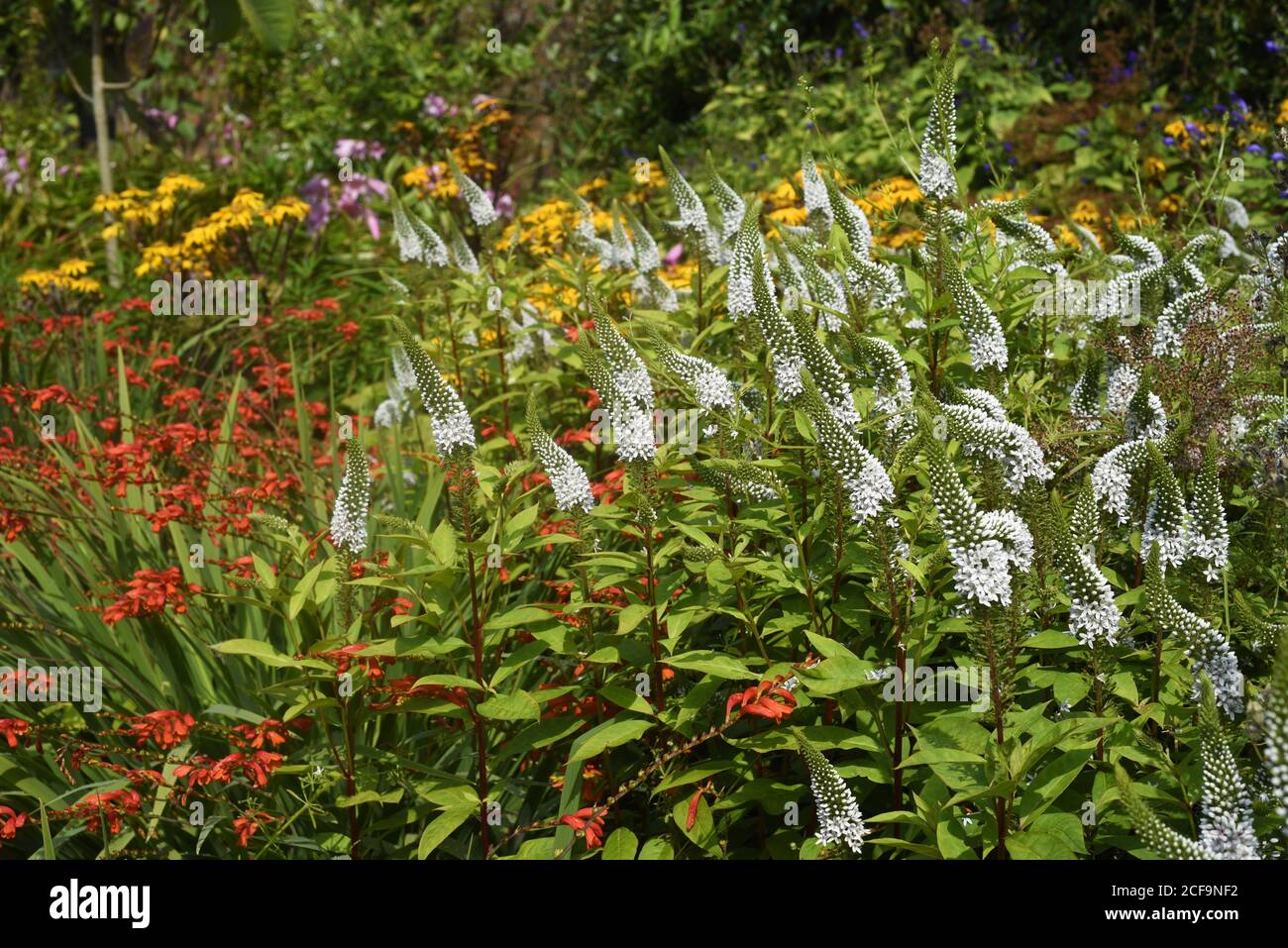 Colorful flower beds in a formal garden Stock Photo - Alamy