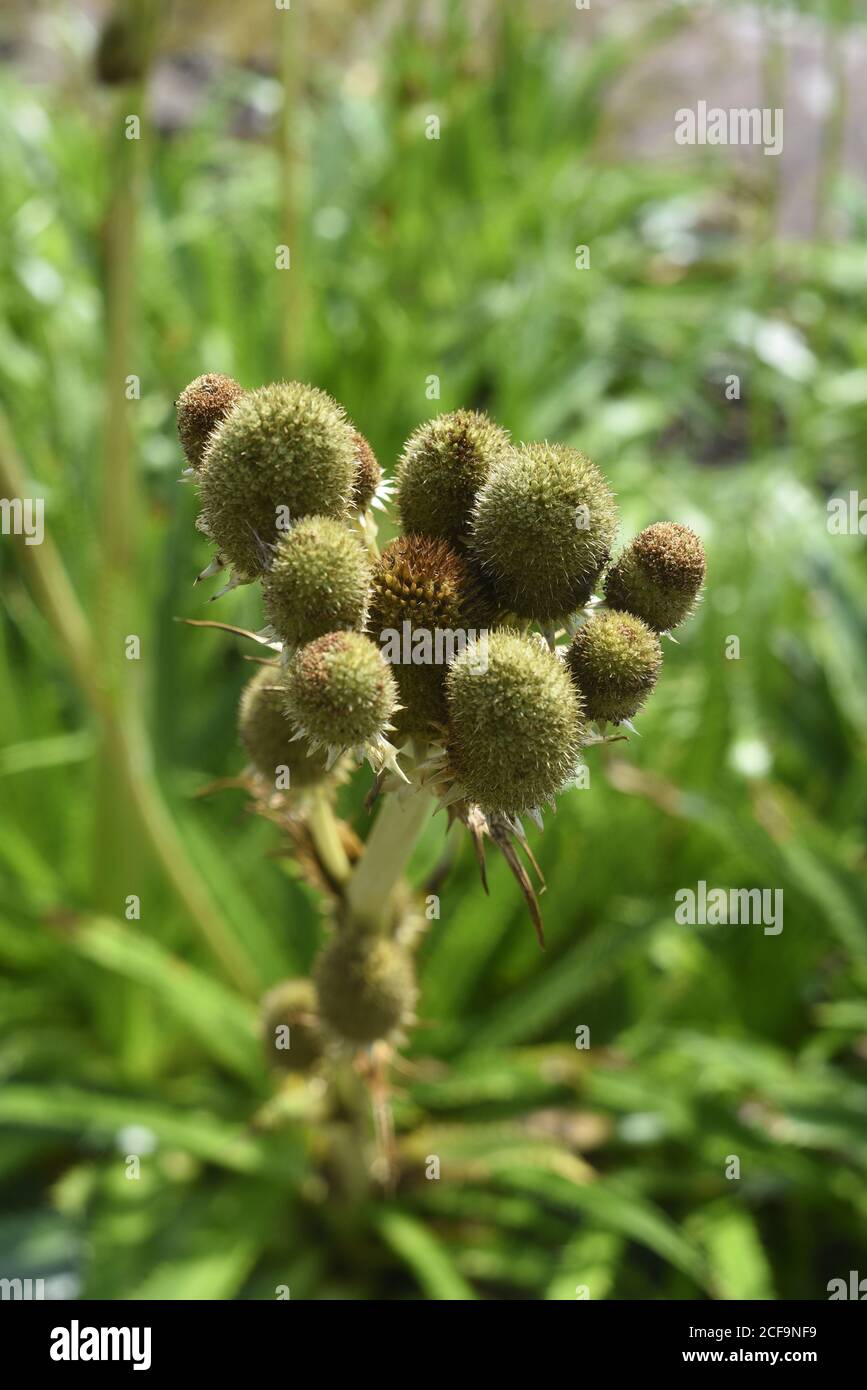 Eryngium bromeliaefolium. Eryngium is a genus of flowering plants in the family Apiaceae. There are about 250 species. The genus has a cosmopolitan di Stock Photo