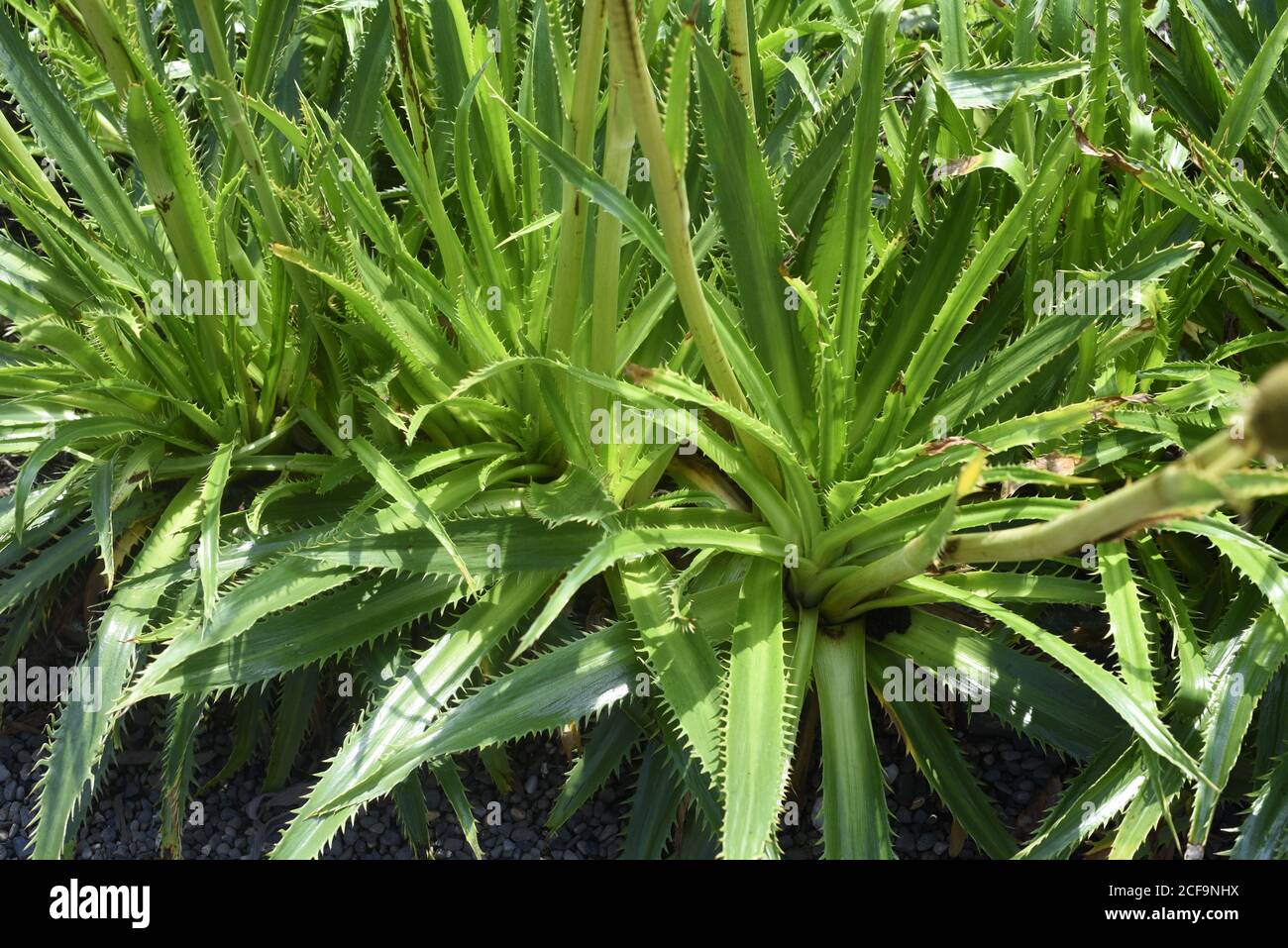 Eryngium bromeliaefolium. Eryngium is a genus of flowering plants in the family Apiaceae. There are about 250 species. The genus has a cosmopolitan di Stock Photo