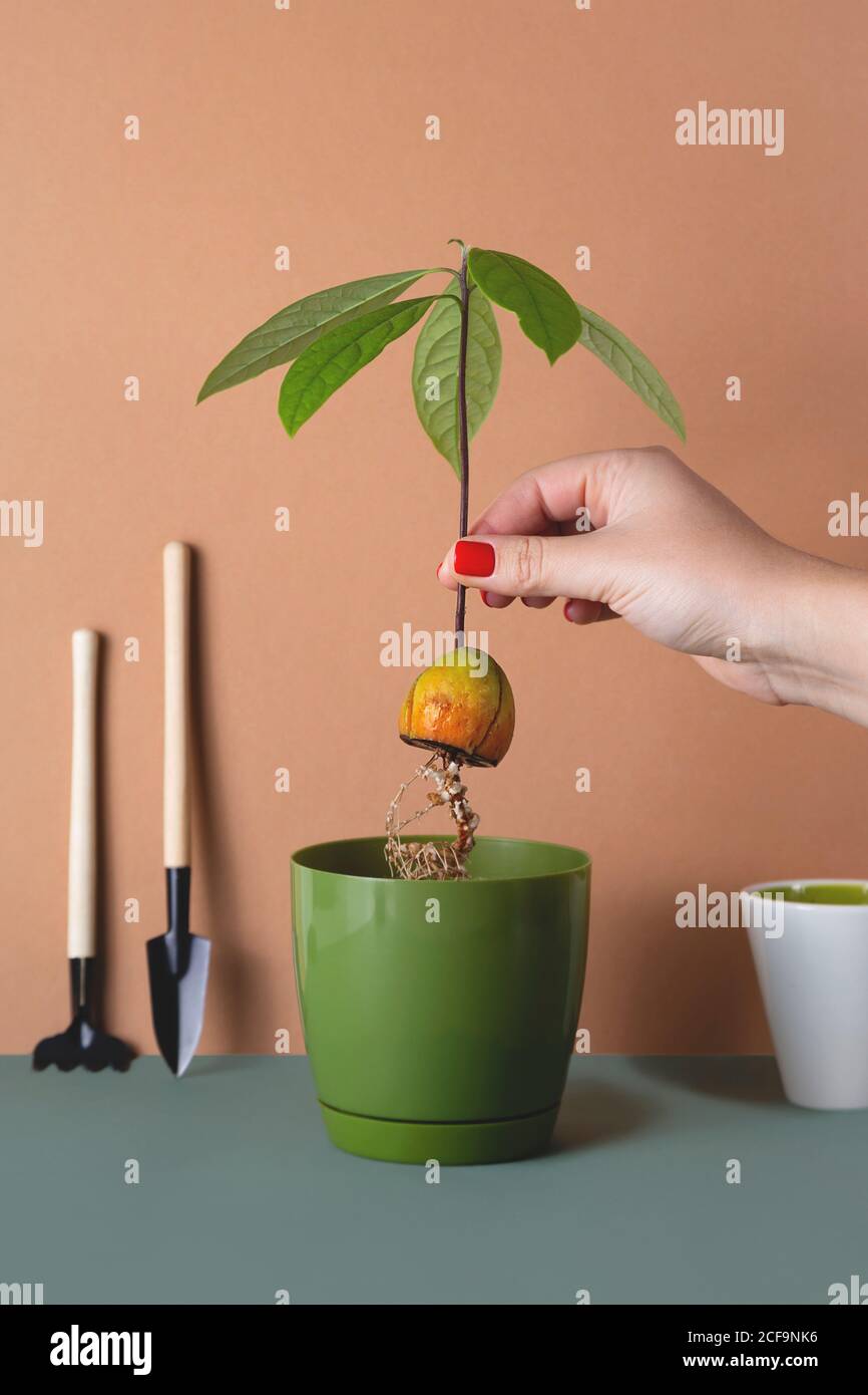 Houseplants in pots are a modern hobby for a slow life Stock Photo