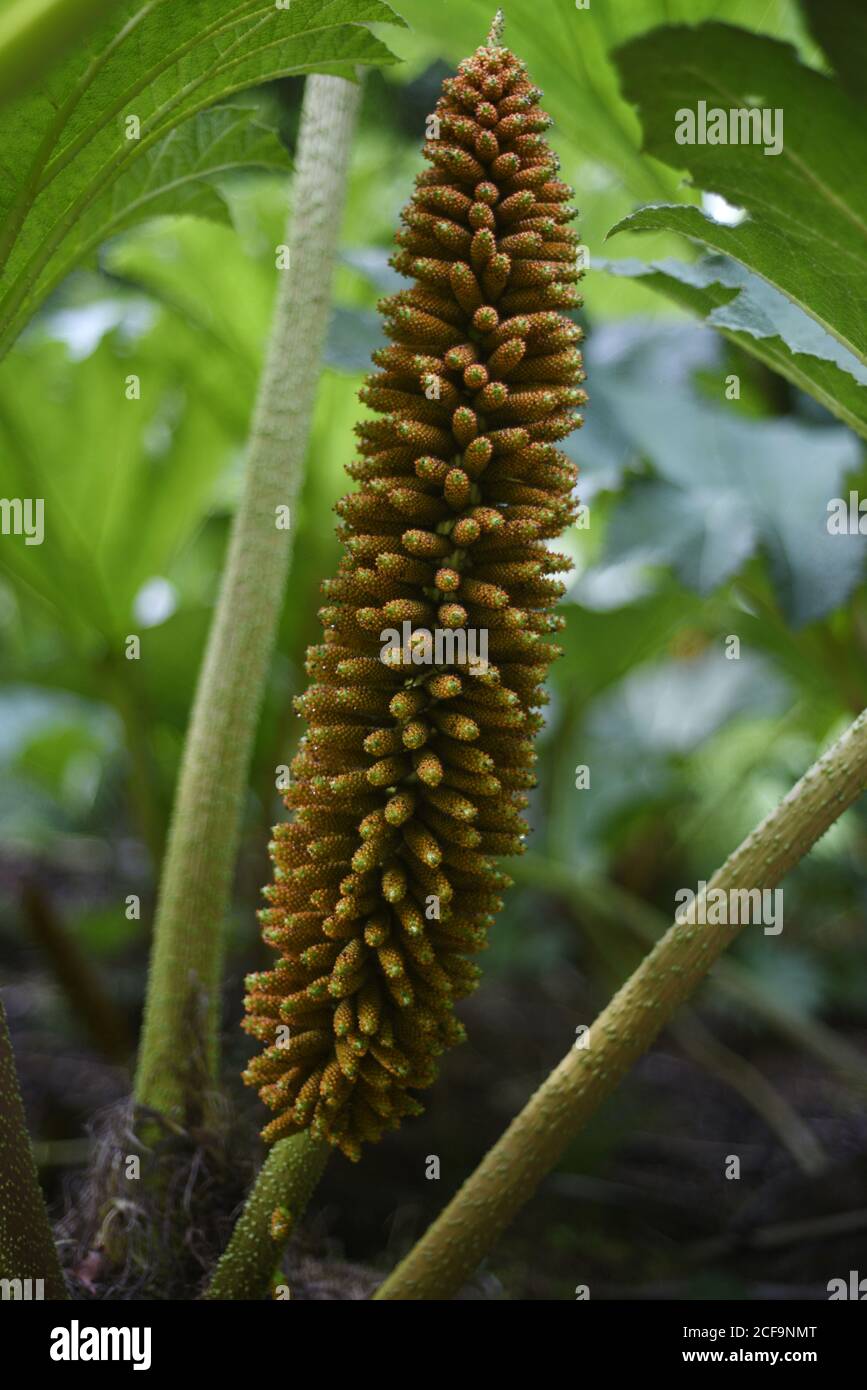 Gunnera tinctoria, known as giant rhubarb or Chilean rhubarb, is a flowering plant species native to southern Chile and neighbouring zones in Argentin Stock Photo