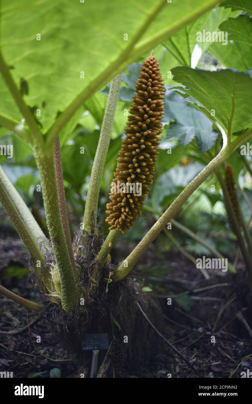 Gunnera tinctoria, known as giant rhubarb or Chilean rhubarb, is a flowering plant species native to southern Chile and neighbouring zones in Argentin Stock Photo