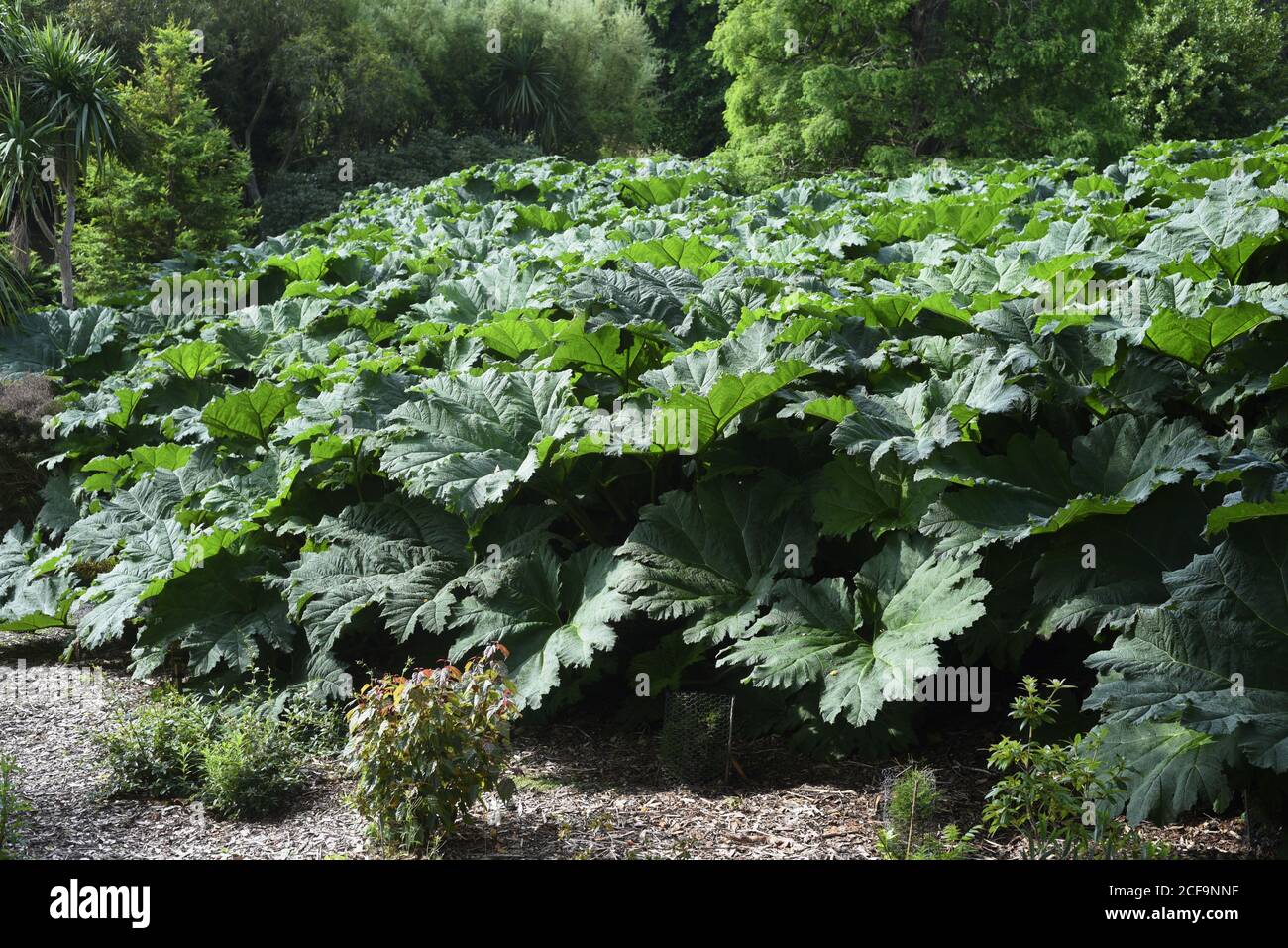 Gunnera tinctoria, known as giant rhubarb or Chilean rhubarb, is a flowering plant species native to southern Chile and neighbouring zones in Argentin Stock Photo