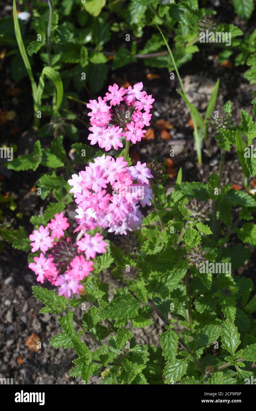 Verbena Silver Anne Trailing Verbena. Also known as Homestead Pink it