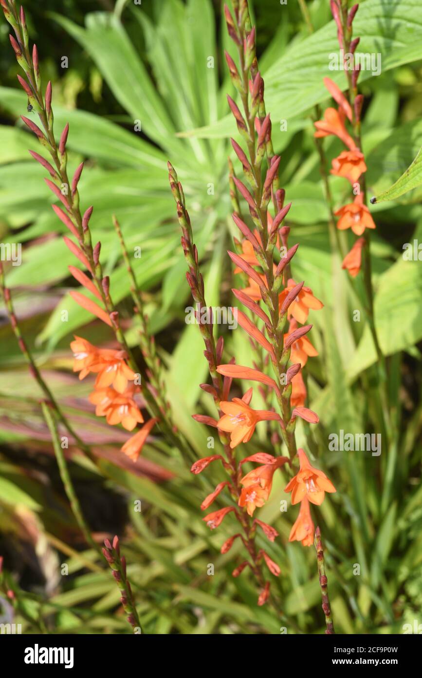 Watsonia tresco hybrids are South African plants forming bulbous perennials. It has Gladioli type of flowers ranging from deep orange through to pink Stock Photo