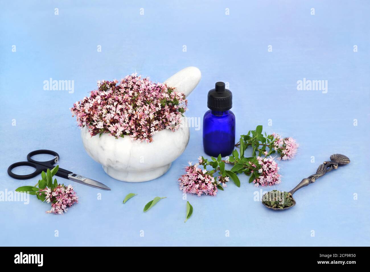 Oregano herb flowers in a mortar with pestle with essential oil bottle & dried leaves. Used in