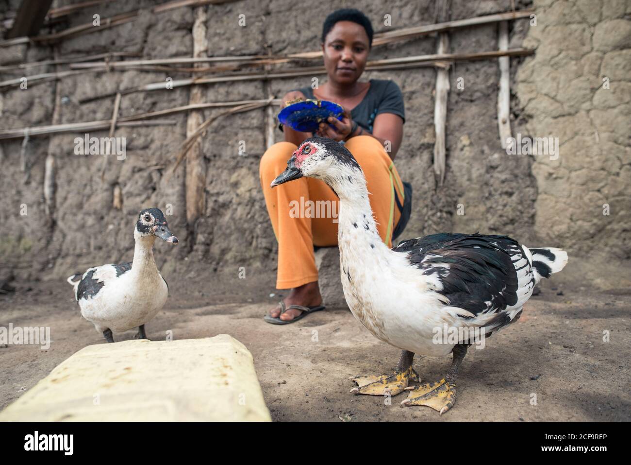 Ethnic geese hires stock photography and images Alamy