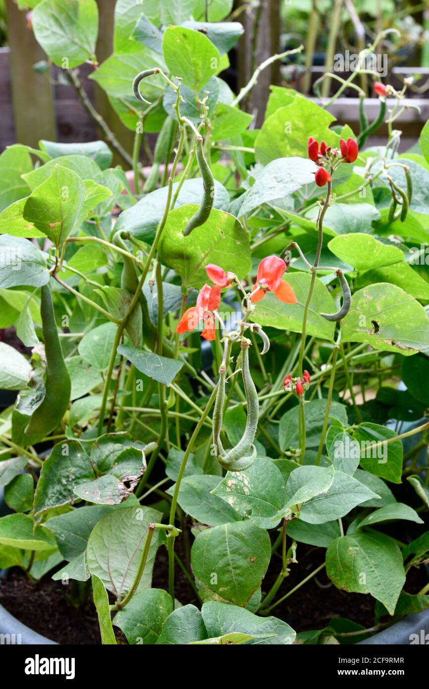 Dwarf french beans in pot hires stock photography and images Alamy
