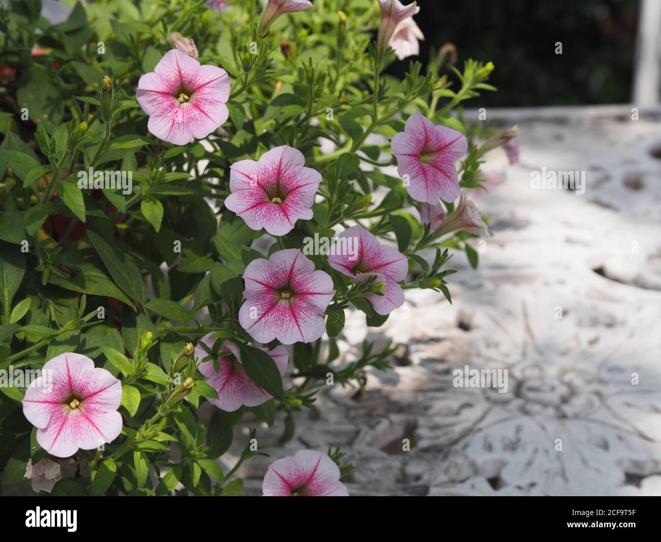 Purple wave petunias hi-res stock photography and images - Alamy