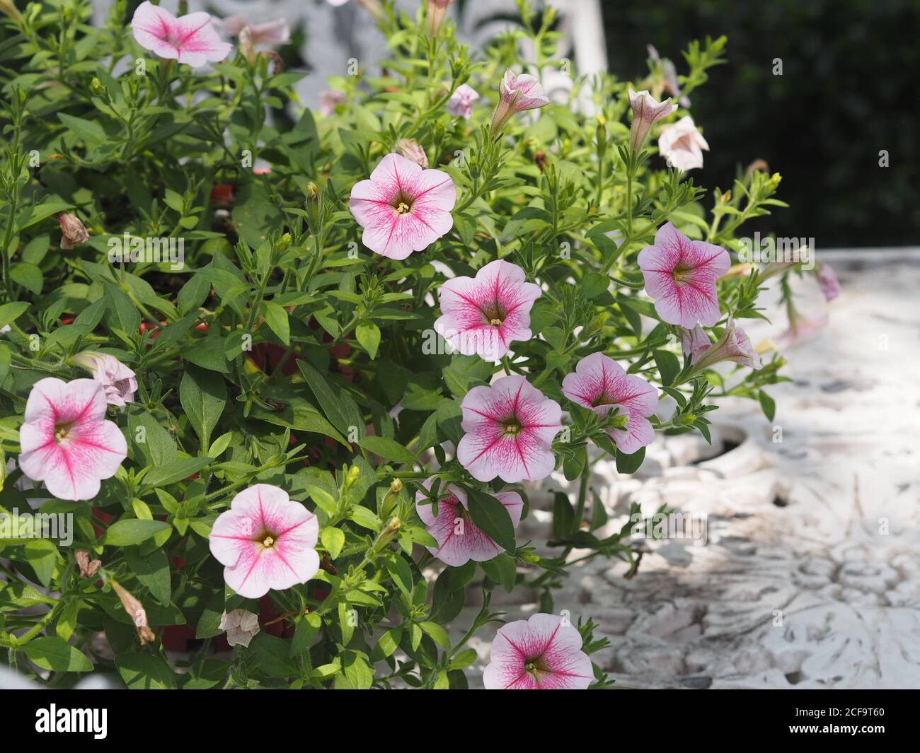 Purple wave petunias hi-res stock photography and images - Alamy