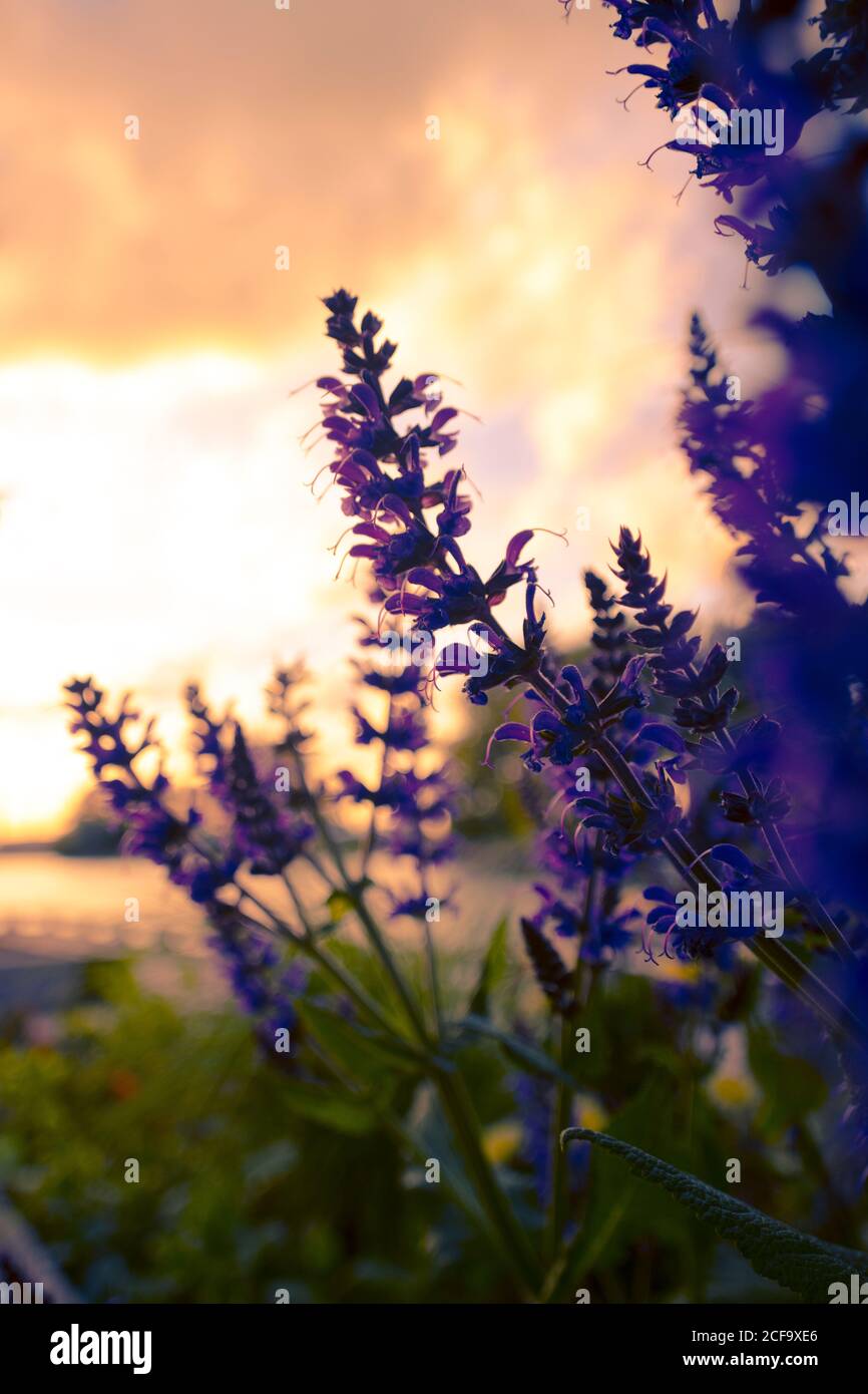 Purple Flowers in front of a golden sunset Stock Photo - Alamy