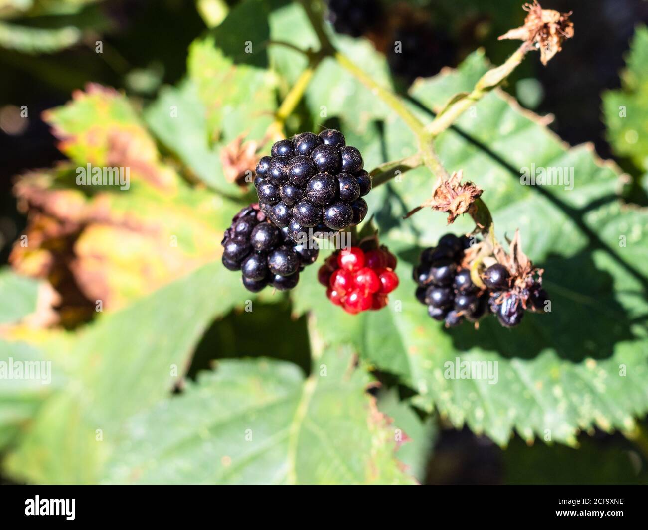 Close up view bunch blackberries hi-res stock photography and images ...
