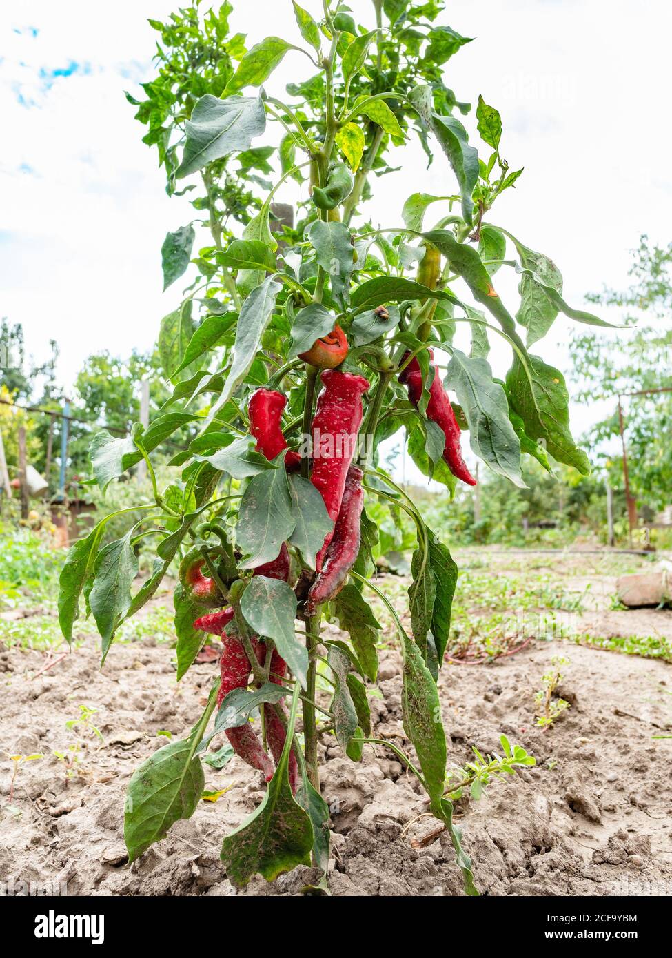ripe red chili pepper bush in garden on summer day Stock Photo Alamy