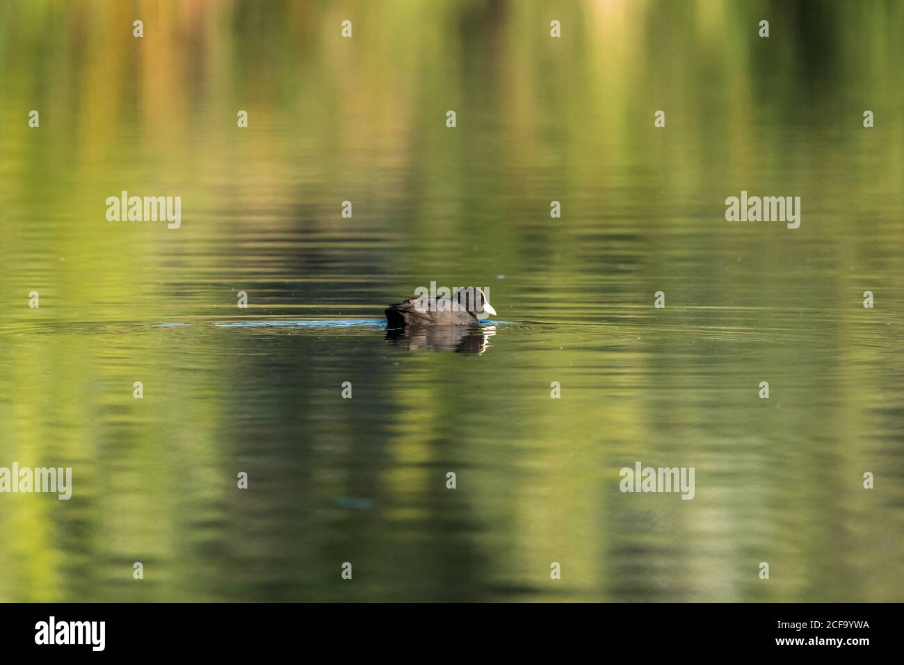 Amazing duck floating on lake in summer Stock Photo