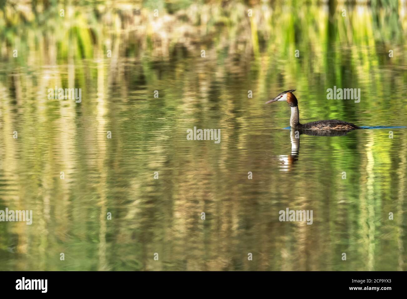 Water bird floating on lake in summer Stock Photo