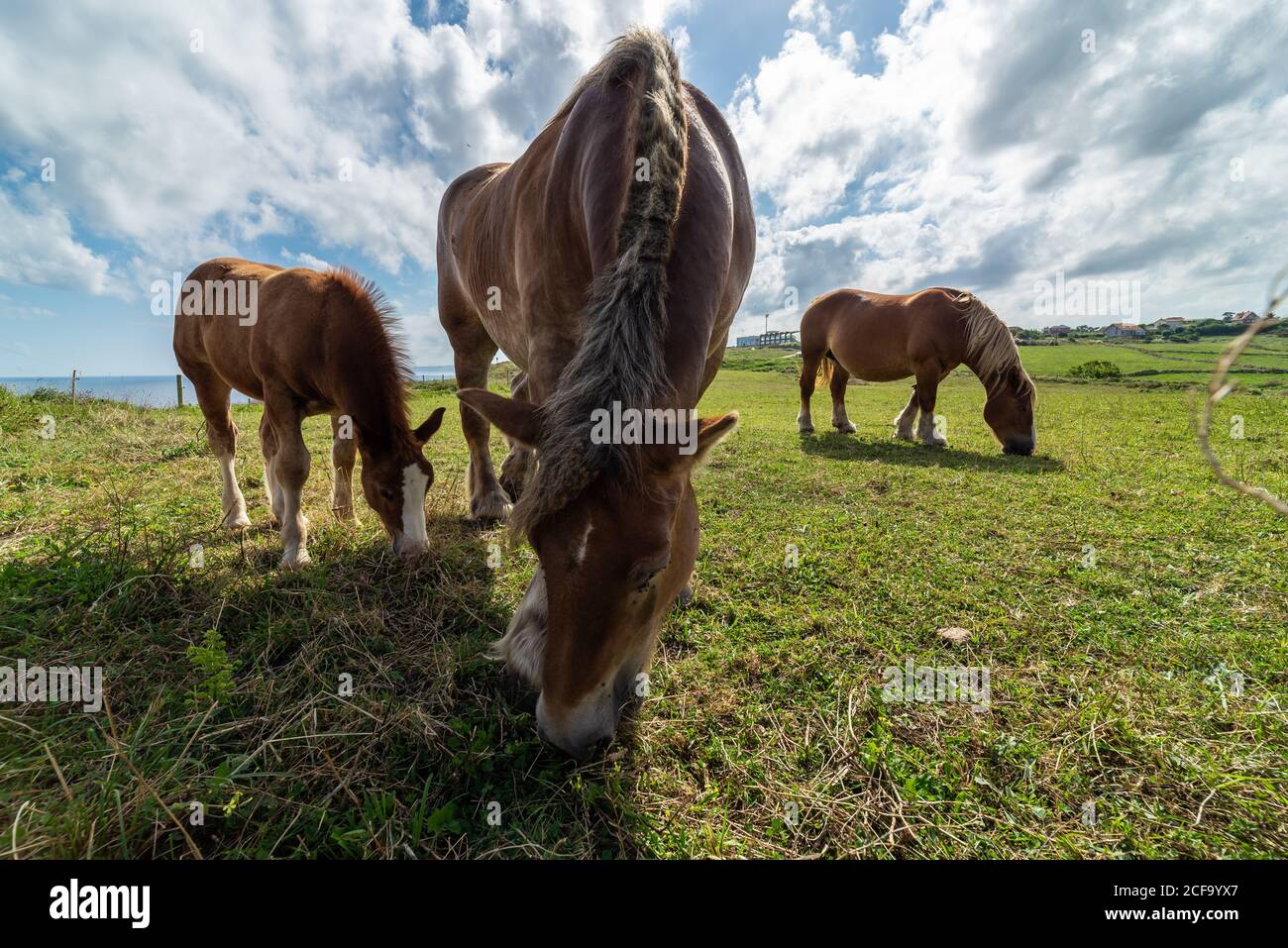 Herd of domestic horses pasturing on green field in summer cloudy day Stock Photo
