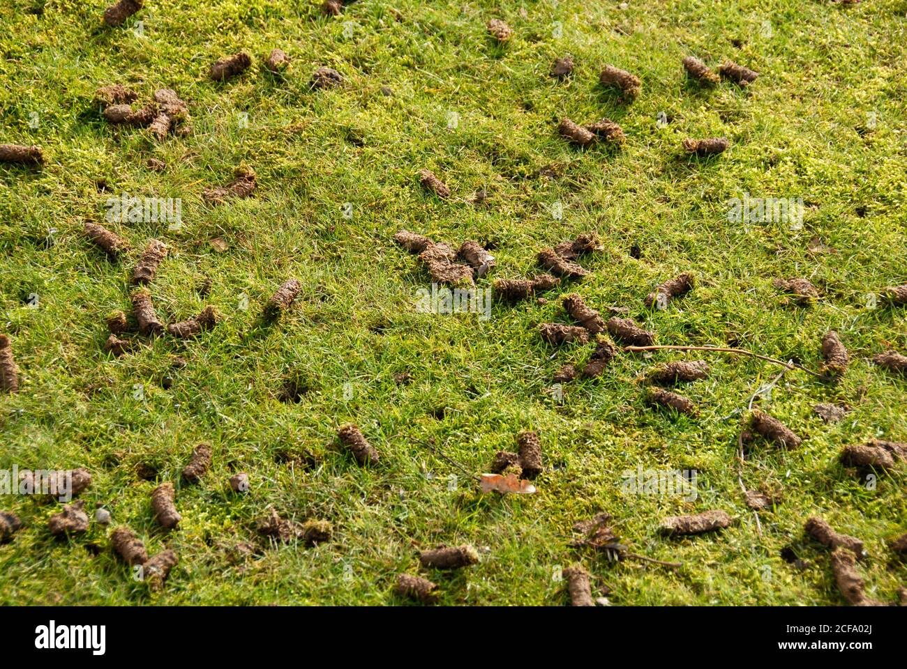 Plugs of earth left on lawn after aeration so that the goodness removed returns to the soil Stock Photo