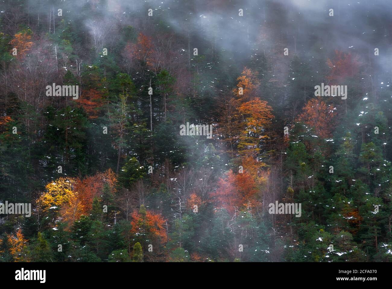Trees into the fog hi-res stock photography and images - Alamy