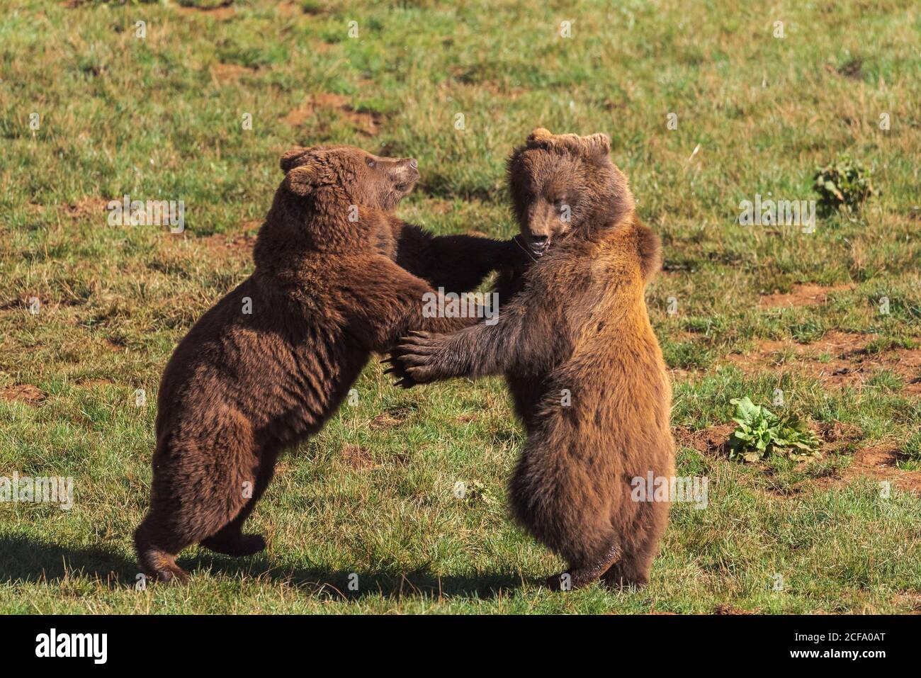 Dangerous Bears dangerous-bears