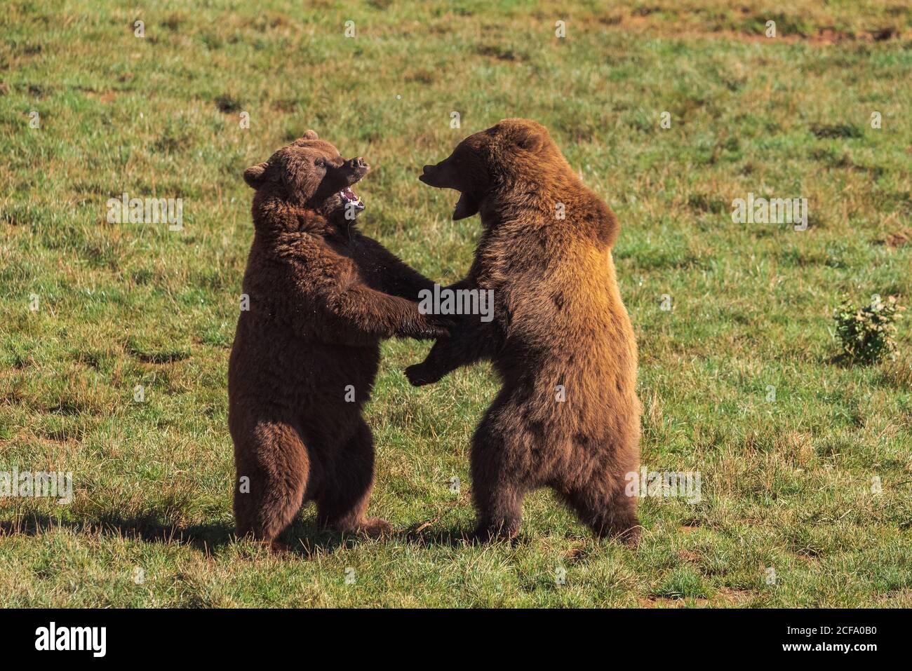 Are Brown Bears Dangerous Are Brown Bears Dangerous