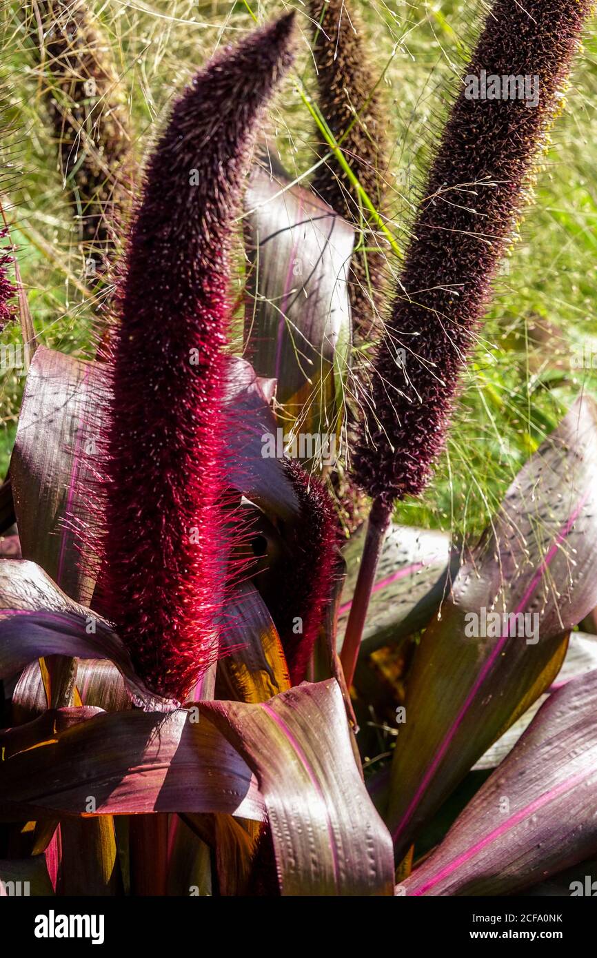 Red Pennisetum glaucum 'Copper Prince' Ornamental millet Stock Photo