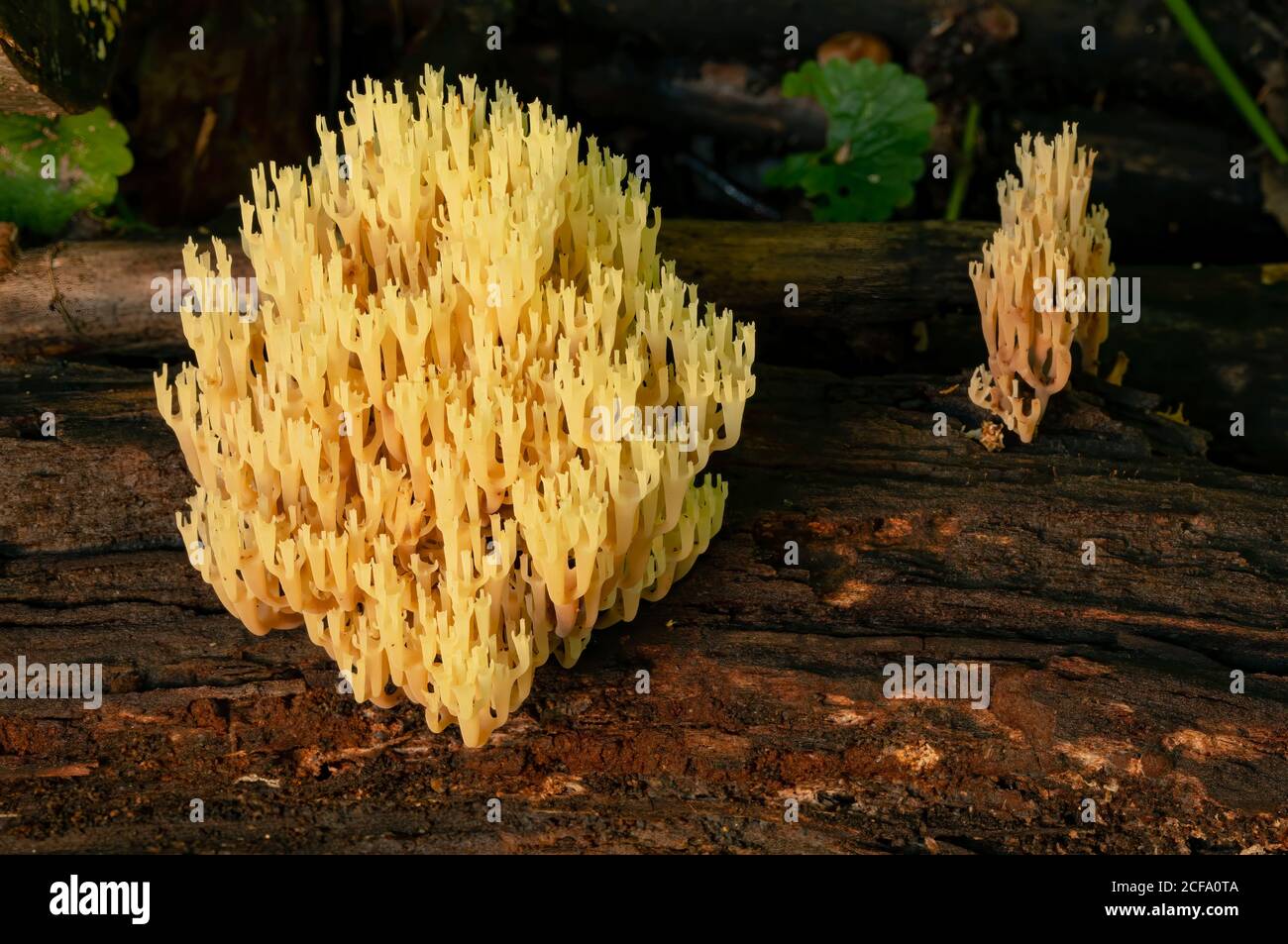 Crown-tipped coral fungus grows on a fallen log. Stock Photo