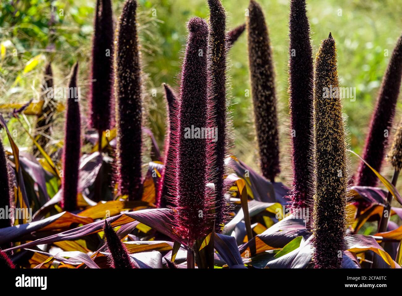 Pennisetum glaucum Copper Prince, Ornamental Millet Stock Photo Alamy