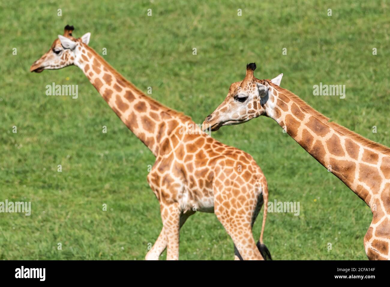 Savanna summer hi-res stock photography and images - Alamy