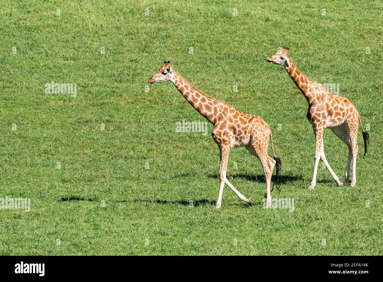 Savanna summer hi-res stock photography and images - Alamy