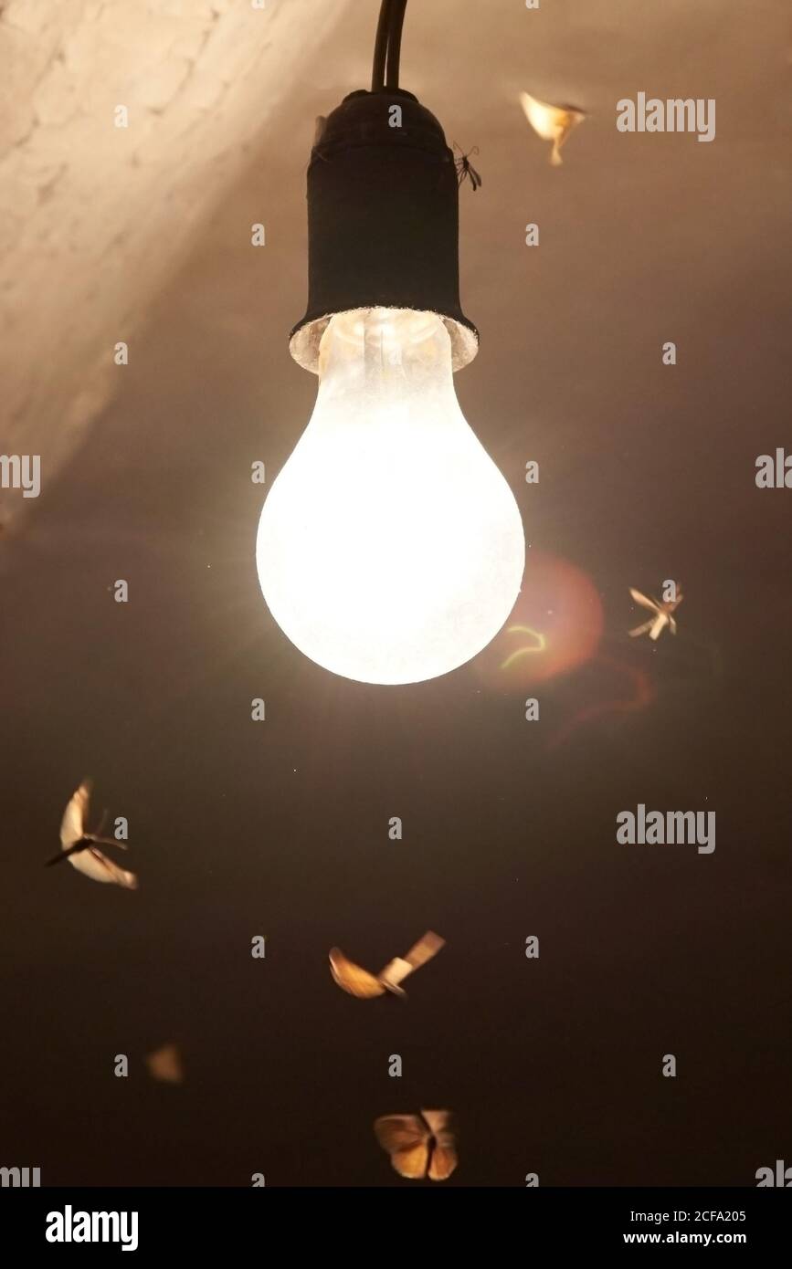 Night moths flocked to the light of a vintage bright light bulb Stock