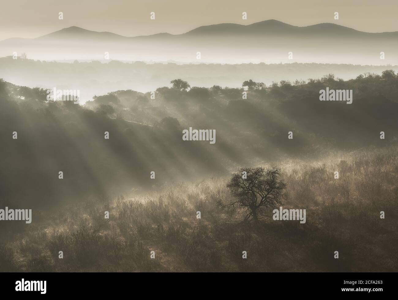 Bright sun rays hi-res stock photography and images - Alamy