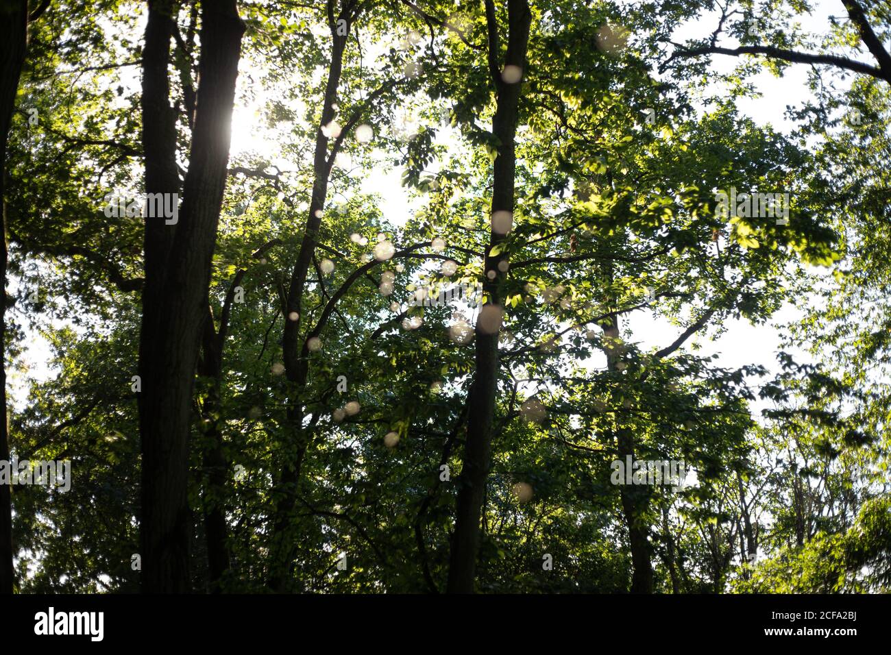 Low angle shot of trees on a sunny sky background Stock Photo - Alamy