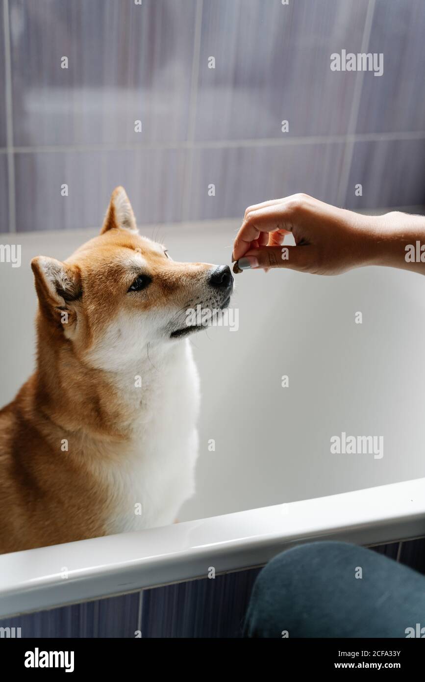 Side View Of Cute Shiba Inu Obediently Sitting On Bathtub And Sniffing Piece Of Dog Treats From Hands Of Crop Owner Stock Photo Alamy