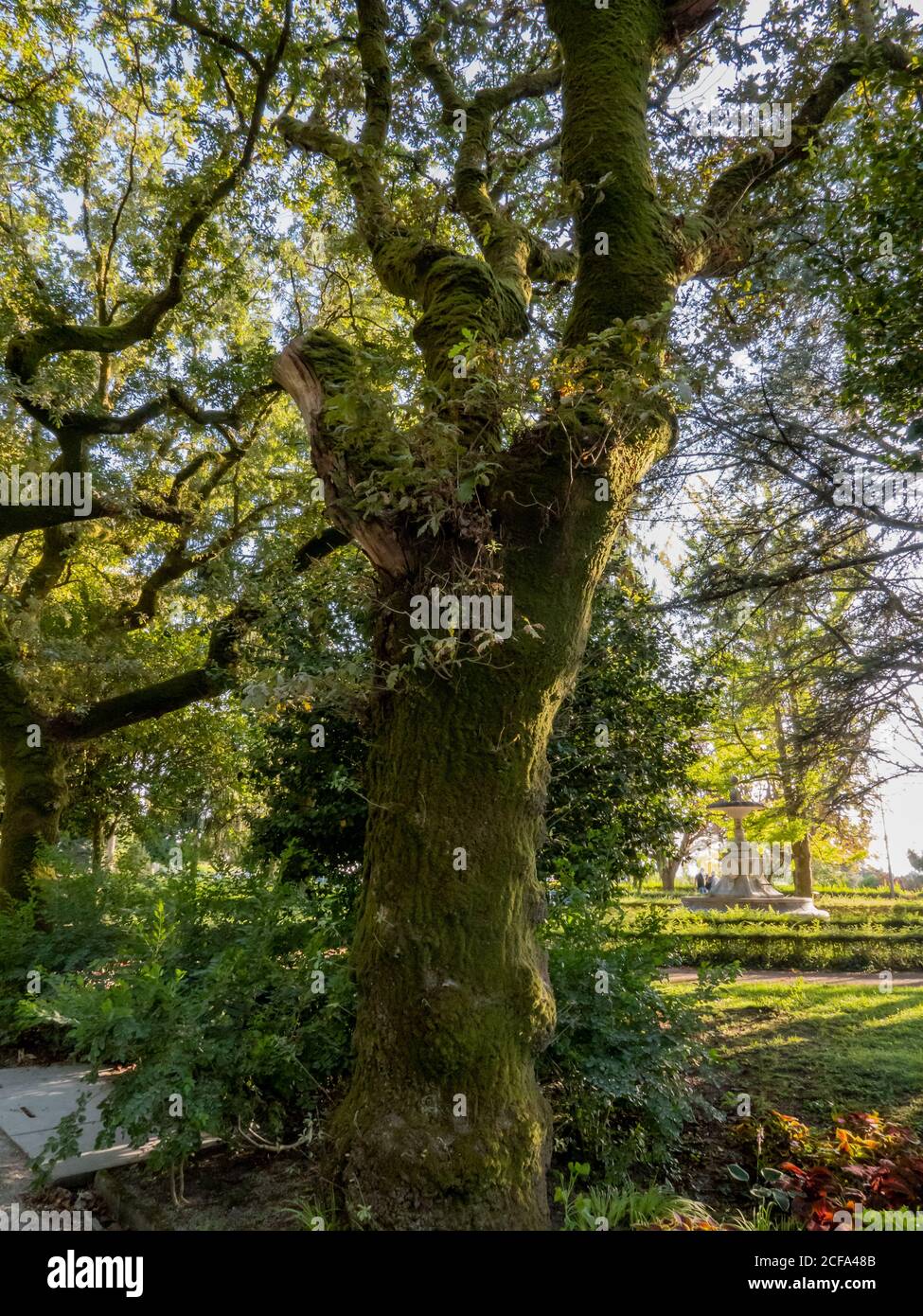 Old tree with the bark covered by moss. Stock Photo