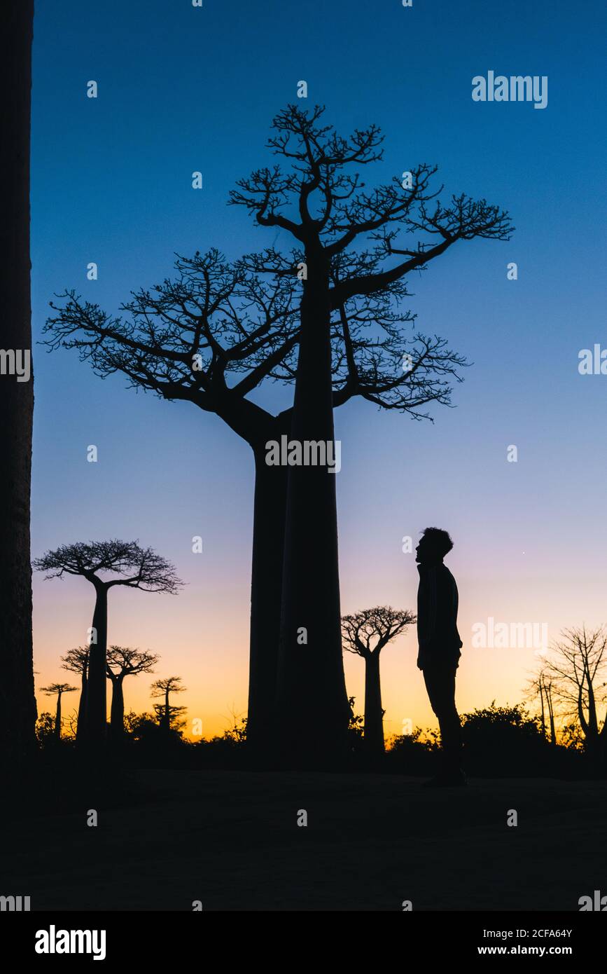 From below side view of beautiful comparison of human and giant baobab height on blurred background vibrant sky during sunset at Avenue of Baobabs in Menabe region of western Madagascar Stock Photo