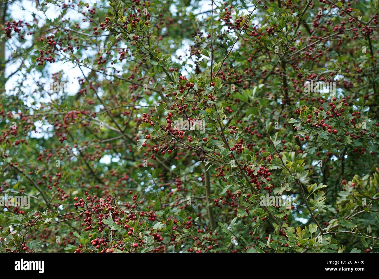 Beautiful shot of Highbush Cranberry tree Stock Photo