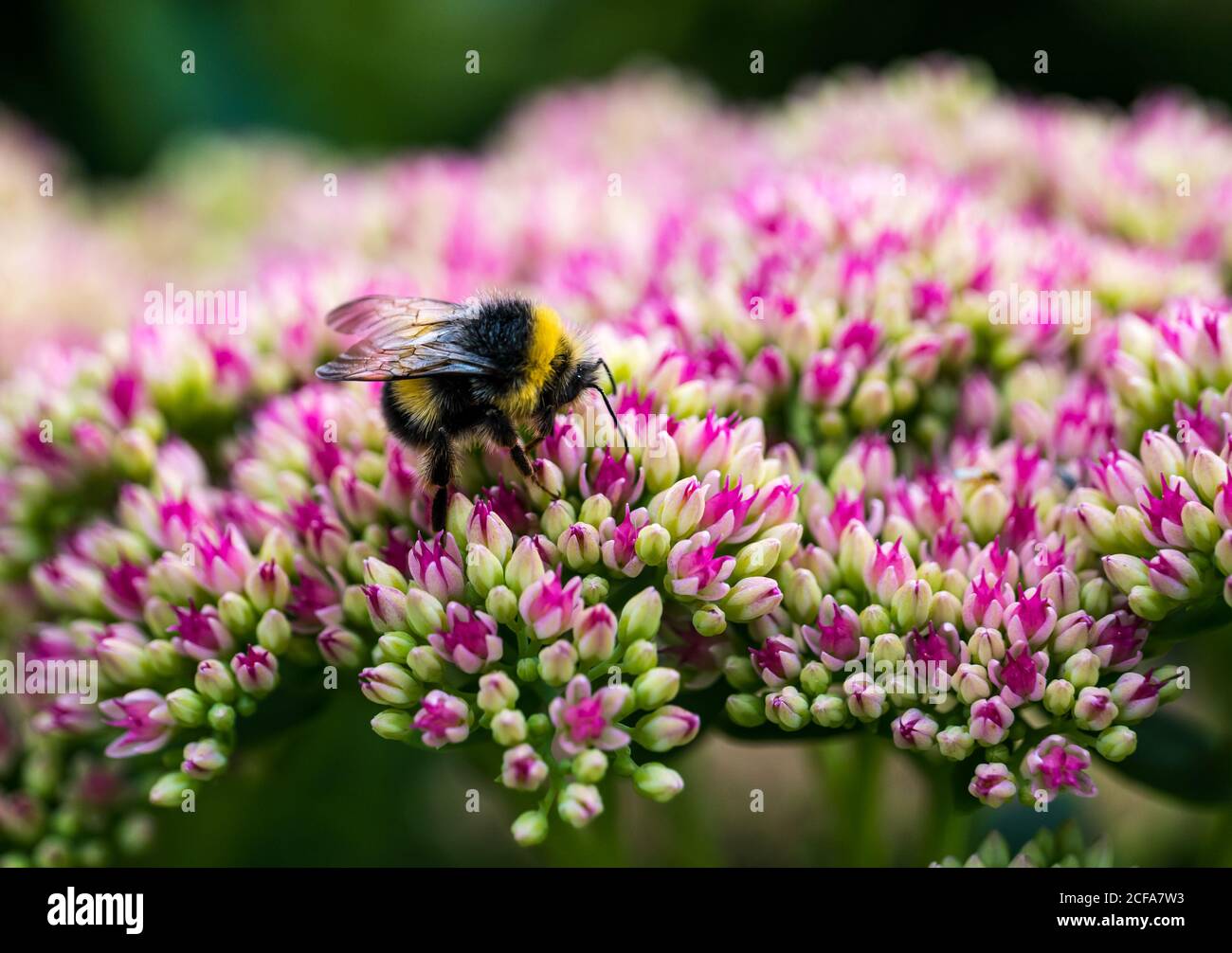 White-tailed bumblebee (Bombus lucorum) on Hylotelephium sedum head flowers, Scotland, UK Stock Photo