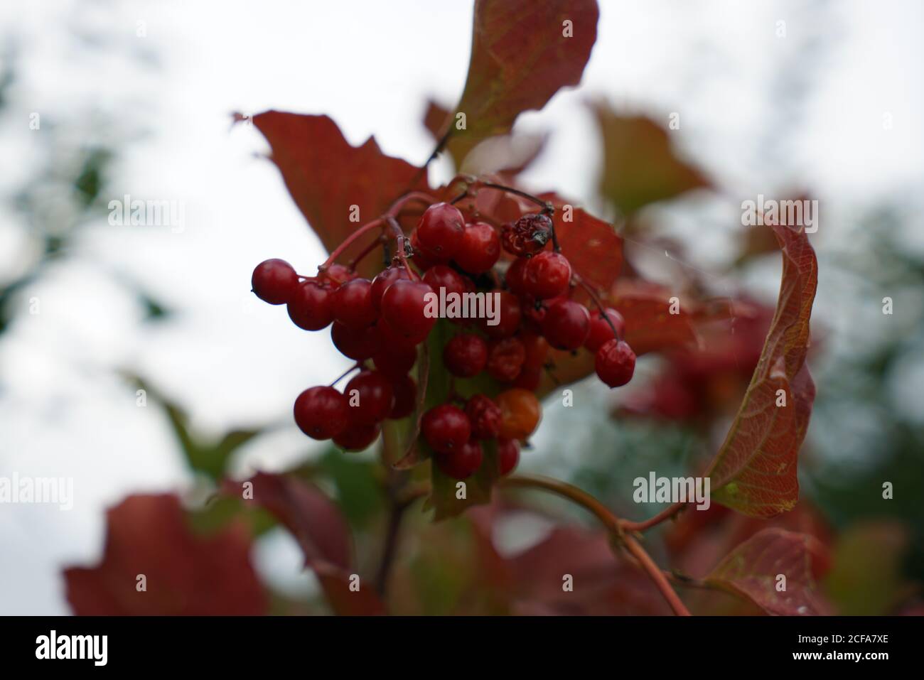 Closeup shot of the Highbush Cranberry branch Stock Photo