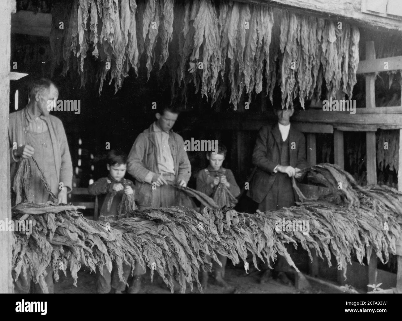 Family stripping tobacco Stock Photo