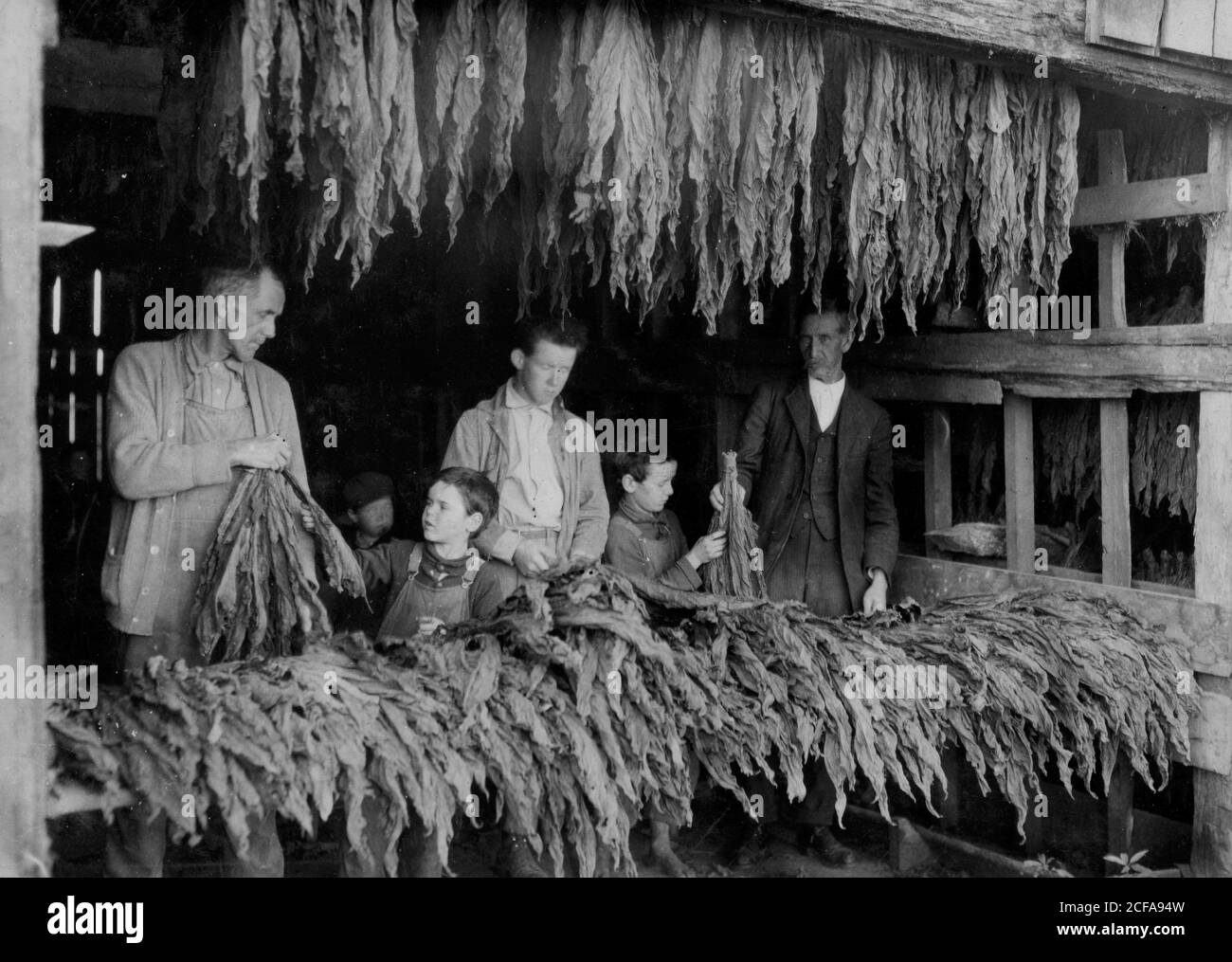 what does tobacco cure cure tobacco leaves Curing Tobacco