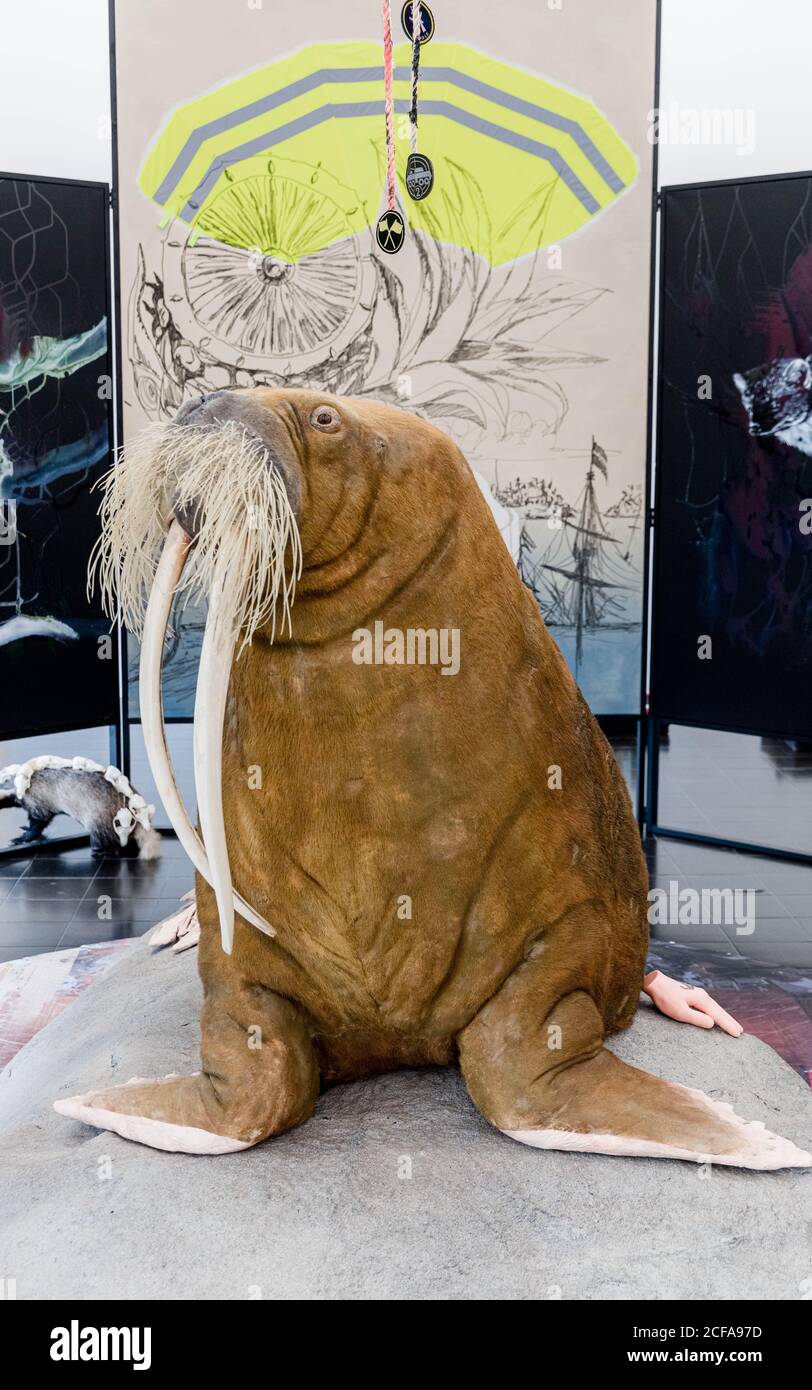 04 September 2020, Hamburg: The stuffed walrus Antje can be seen as part of the installation 'Arche endemisch' by Helga Schmidhuber in the Galerie der Gegenwart of the Kunsthalle Hamburg. The exhibition 'The absurd beauty of space' can be seen until 07.03.2021. Photo: Markus Scholz/dpa - ATTENTION: Only for editorial use in connection with current reporting and only with full mention of the above credit Stock Photo