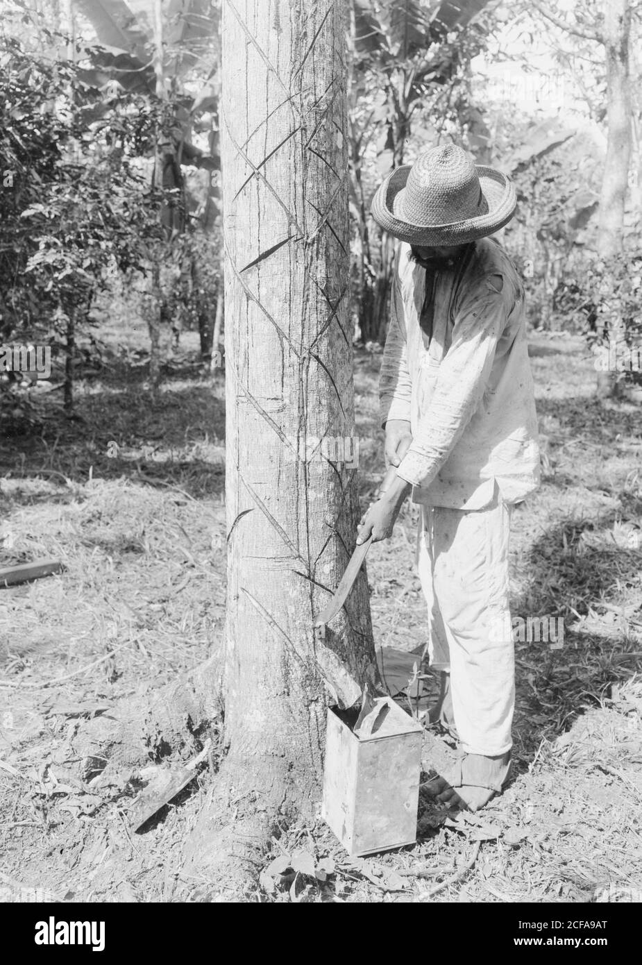 Tapping Rubber Tree with machete (Old Way) Stock Photo