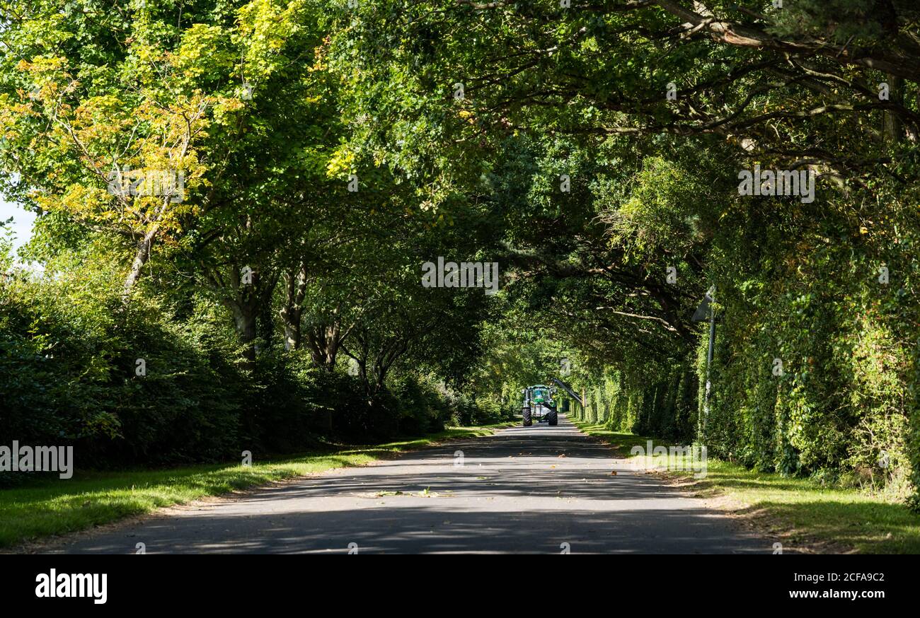 Overarching trees lining country road with dappled sunlight shining through and tractor cutting edge, East Lothian, Scotland, UK Stock Photo