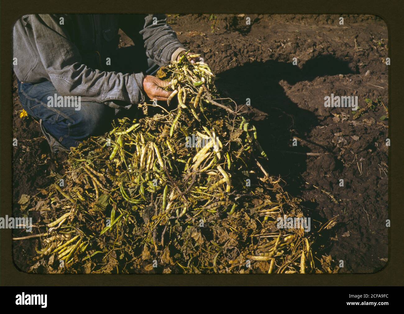 Pinto beans, main crop at Pie Town, New Mexico Stock Photo Alamy