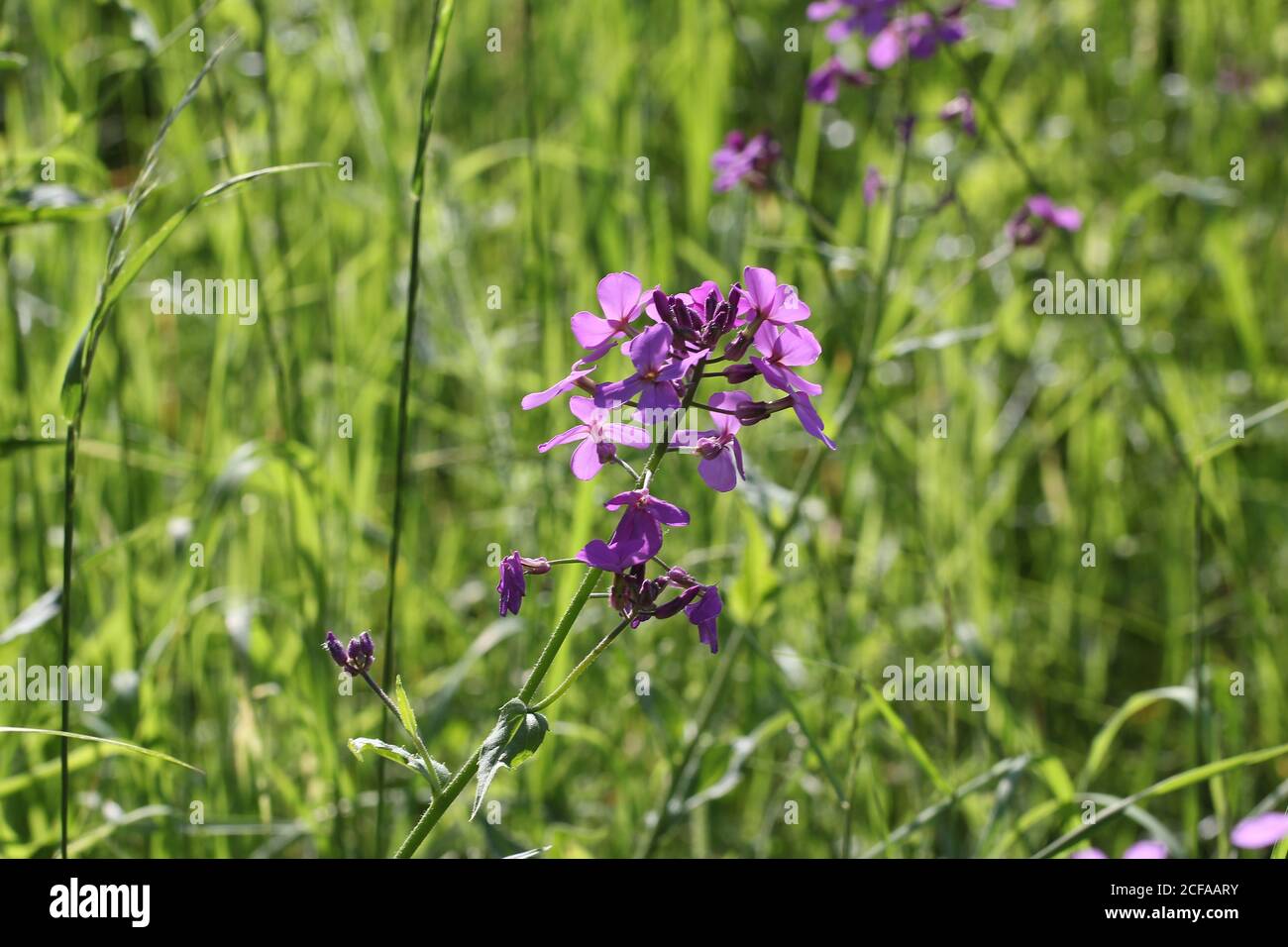 Closeup shot of marsh pea flowers Stock Photo