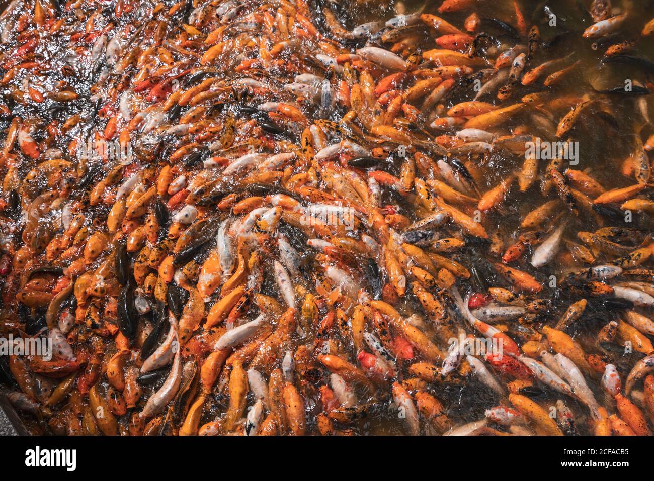 Fish Hunger Heap of fish in water feeding with hunger Stock Photo - Alamy