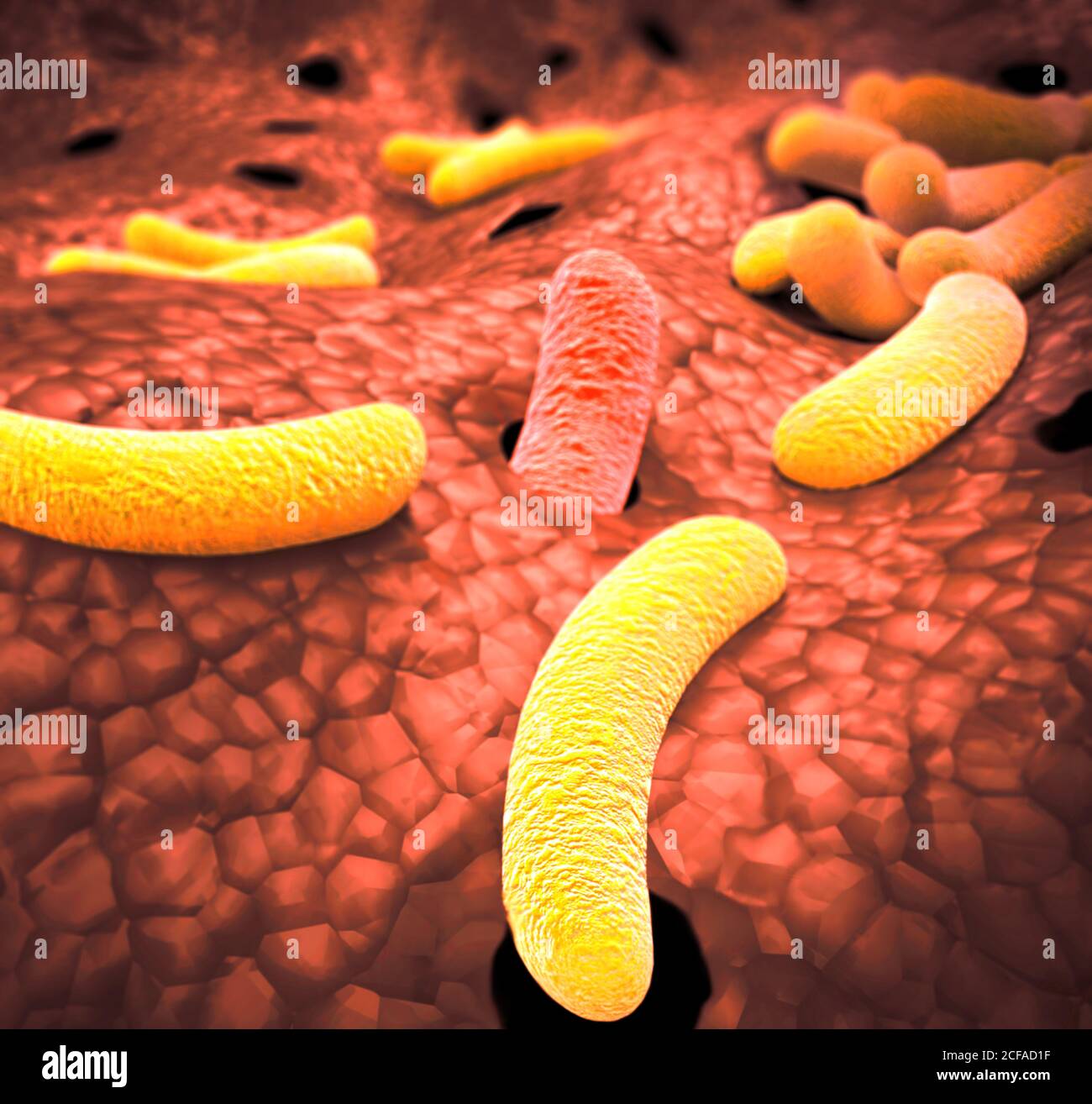 Bacillus Subtilis Bacteria High Resolution Stock Photography and Images