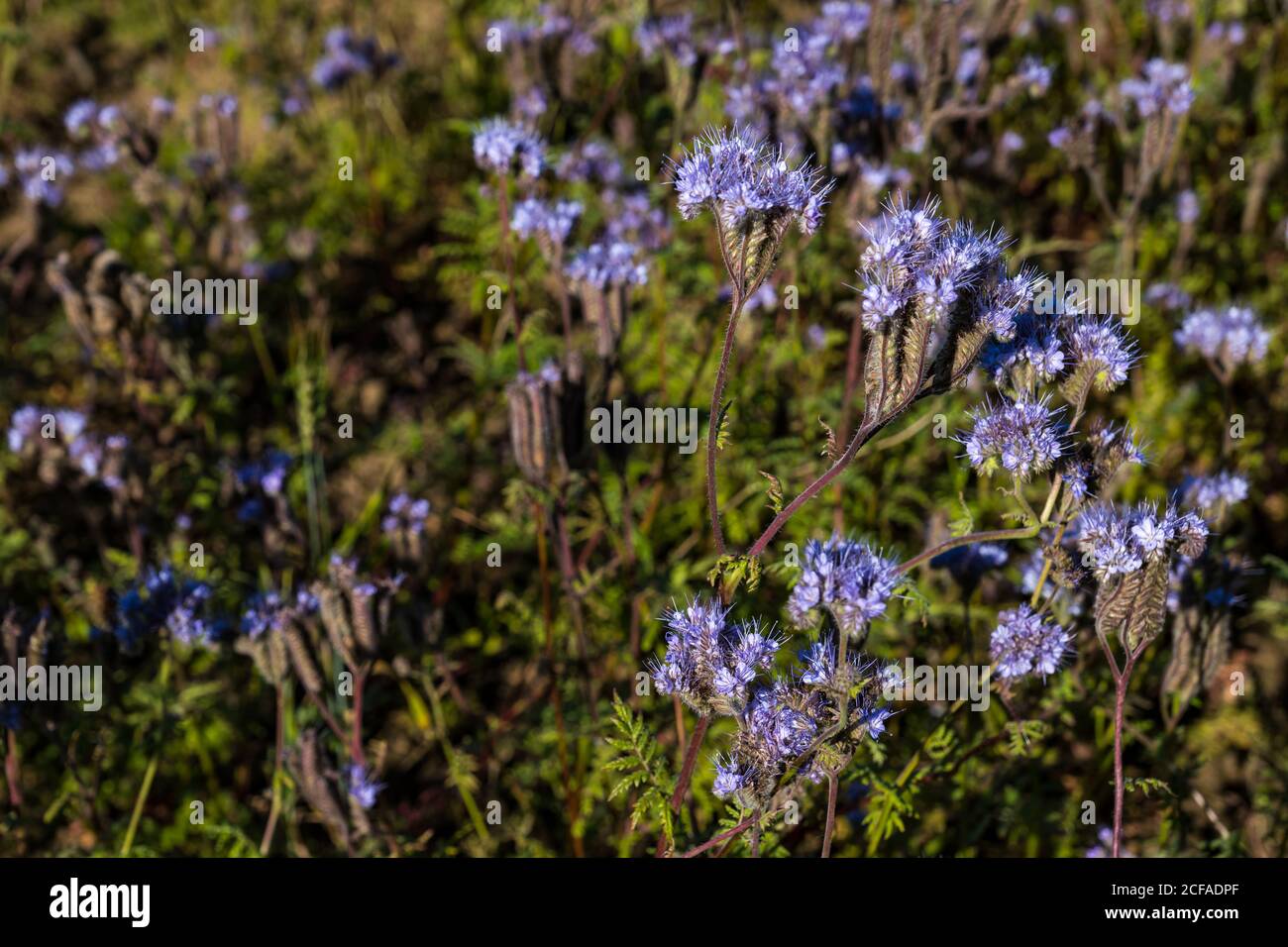 Close up of Purple tansy (lacy phacella  or Phacelia tanacetifolia) used as pollinator attractor, East Lothian, Scotland, UK Stock Photo