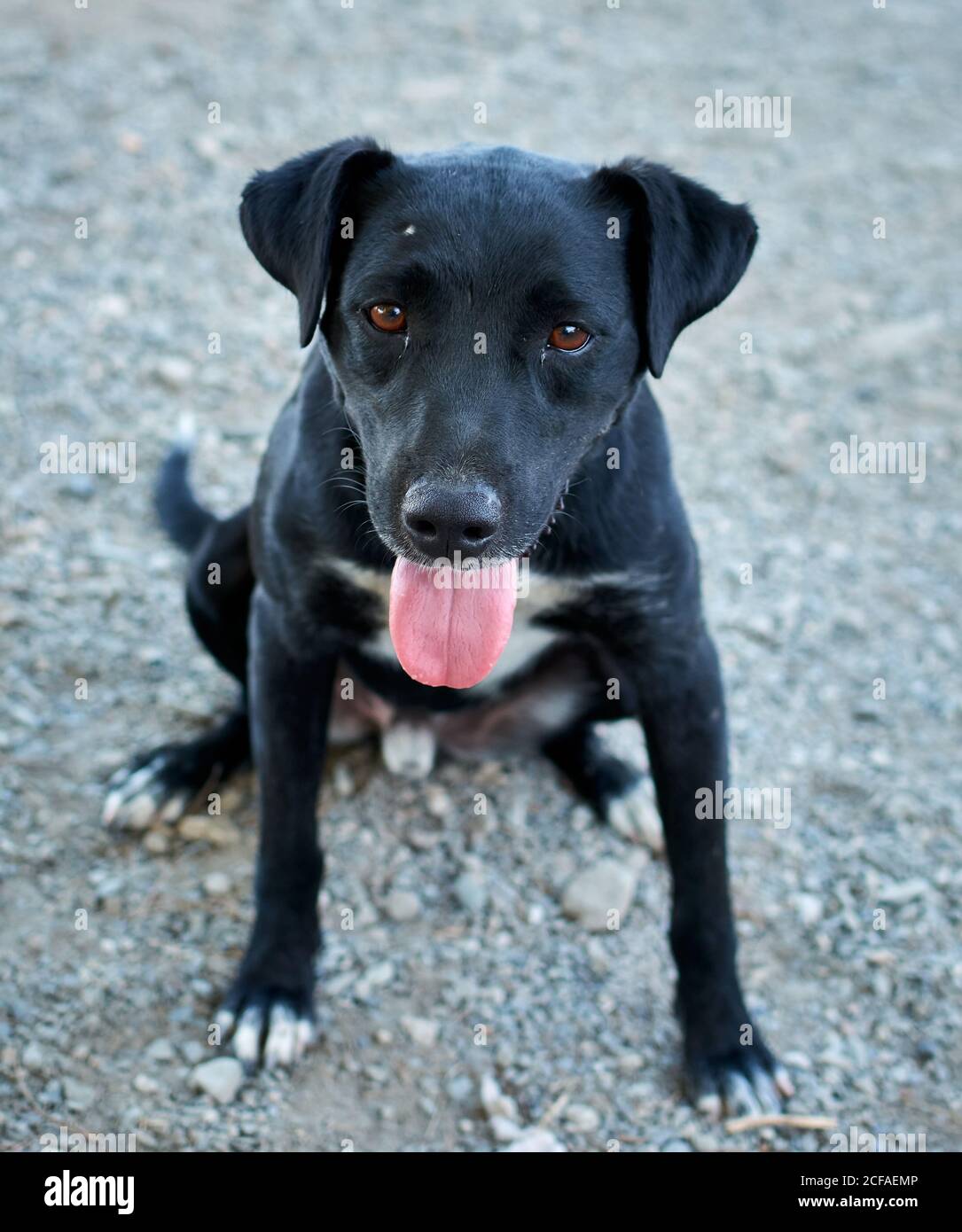Vertical shot of a cute black Patterdale Terrier dog Stock Photo